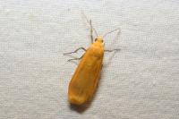 Wittia sororcula