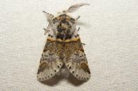 Furcula furcula