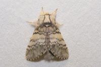Drymonia ruficornis