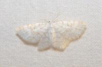 Asthena albulata