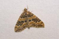 Electrophaes corylata