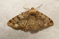 Parectropis similaria