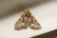 Oligia