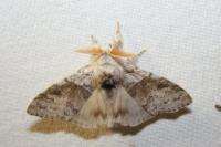 Calliteara pudibunda
