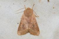 Orthosia cerasi
