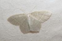 Jodis lactearia
