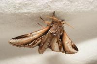 Pheosia gnoma