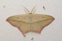 Timandra comae