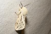 Spilosoma lubricipeda