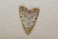 Nola confusalis