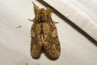 Peridea anceps