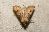 Agrotis puta
