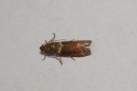 Cryptoblabes bistriga