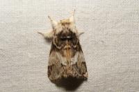 Drymonia dodonaea