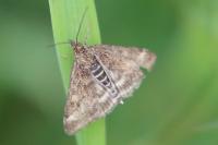 Pyrausta despicata