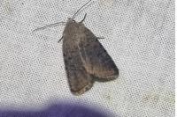 Caradrina flavirena