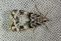 Eudonia delunella