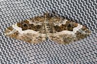 Epirrhoe alternata