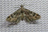 Gymnoscelis rufifasciata