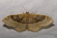 Idaea degeneraria