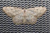 Idaea seriata