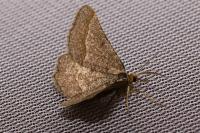 Isturgia murinaria