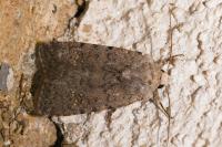 Caradrina flavirena/noctivaga