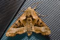 Phlogophora meticulosa
