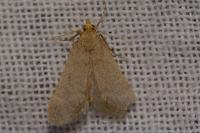 Bostra obsoletalis