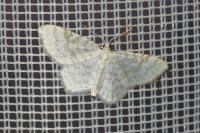 Asthena albulata
