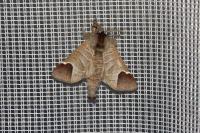 Clostera curtula