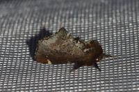 Odontosia carmelita