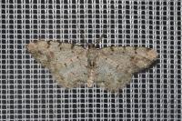 Aethalura punctulata