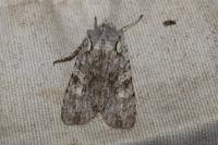 Lithophane ornitopus