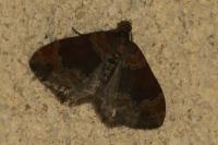 Xanthorhoe spadicearia/ferrugata
