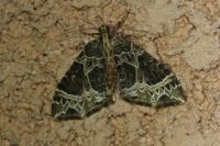 Ecliptopera silaceata