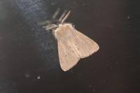 Diaphora mendica