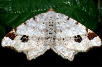 Macaria notata