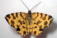 Pseudopanthera macularia