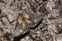 Abrostola asclepiadis