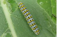 Cucullia verbasci