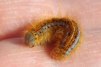 Malacosoma castrense