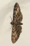 Eupithecia cocciferata