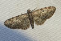 Eupithecia dodoneata