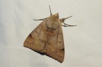 Minucia lunaris