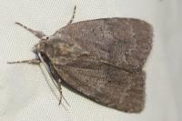 Bryonycta pineti