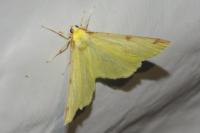 Opisthograptis luteolata