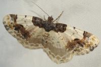 Ligdia adustata