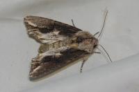 Egira conspicillaris