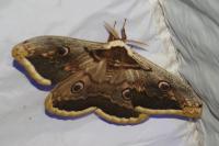 Saturnia pyri